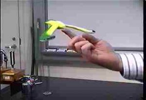Bird balances by the beak on the instructor's fingertip.